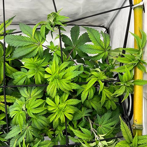 Chiquita Milkshake *2 growlog timeline photo