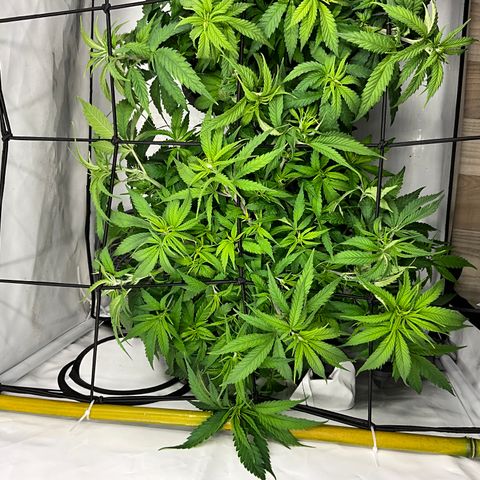 Wonder Pie *1 growlog timeline photo