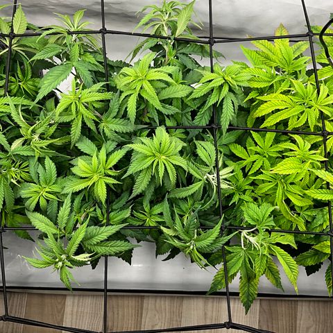 Wonder Pie *2 growlog timeline photo