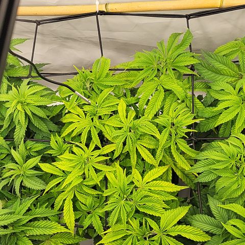 Chiquita Milkshake *1 growlog timeline photo