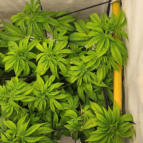 Chiquita Milkshake *2 growlog timeline photo