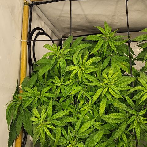 Wonder Pie *1 growlog timeline photo