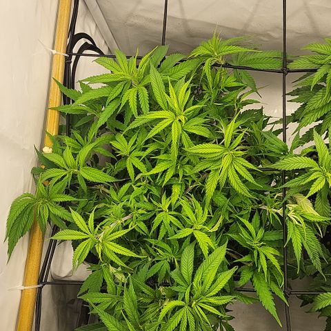 Wonder Pie *1 growlog timeline photo