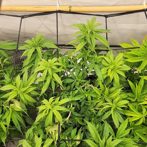 Wonder Pie *2 growlog timeline photo