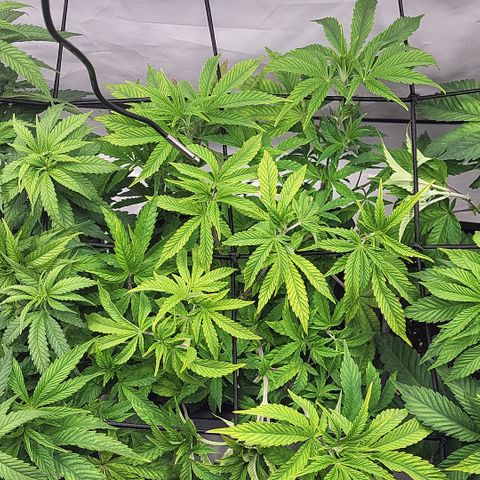 Chiquita Milkshake *1 growlog timeline photo
