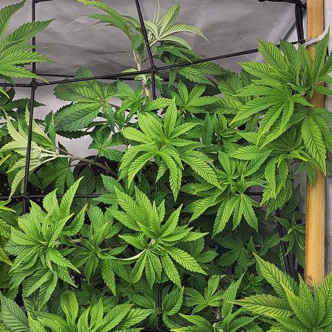 Chiquita Milkshake *2 growlog timeline photo
