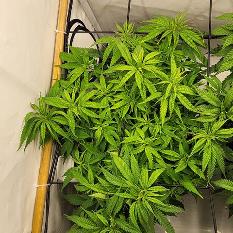 Wonder Pie *1 growlog timeline photo