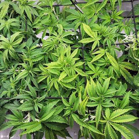 Chiquita Milkshake *1 growlog timeline photo