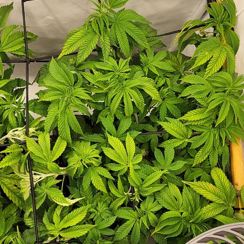 Chiquita Milkshake *2 growlog timeline photo