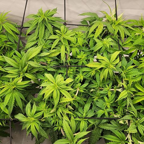 Wonder Pie *2 growlog timeline photo