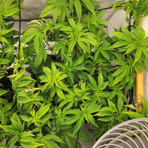 Chiquita Milkshake *2 growlog timeline photo
