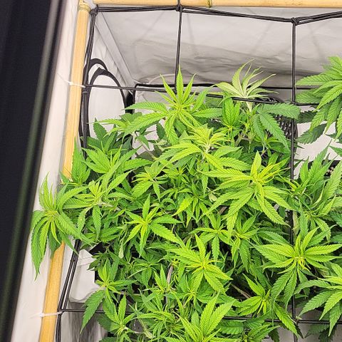 Wonder Pie *1 growlog timeline photo