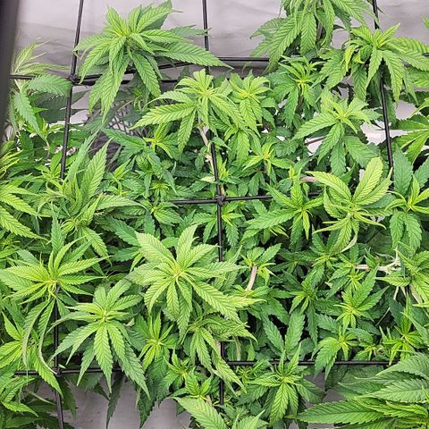 Wonder Pie *2 growlog timeline photo