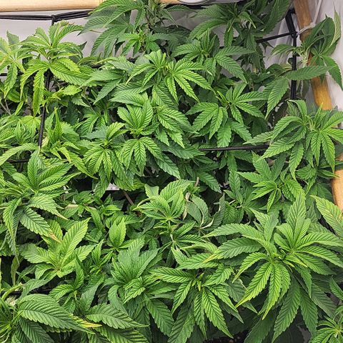 Chiquita Milkshake *2 growlog timeline photo