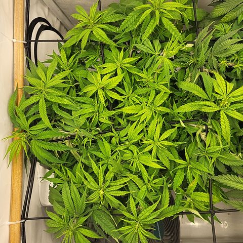 Wonder Pie *1 growlog timeline photo