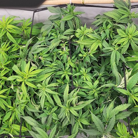Wonder Pie *2 growlog timeline photo