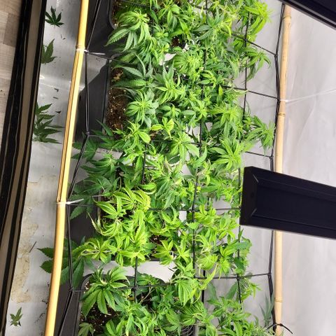 Wonder Pie *2 growlog timeline photo