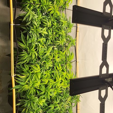 Wonder Pie *2 growlog timeline photo