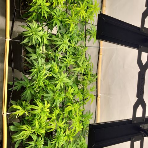 Wonder Pie *2 growlog timeline photo