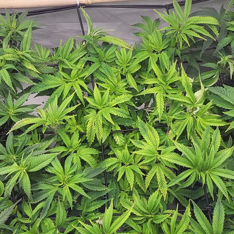 Chiquita Milkshake *1 growlog timeline photo