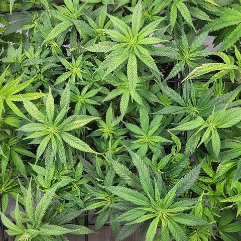 Wonder Pie *2 growlog timeline photo