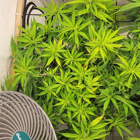 Wonder Pie *1 growlog timeline photo