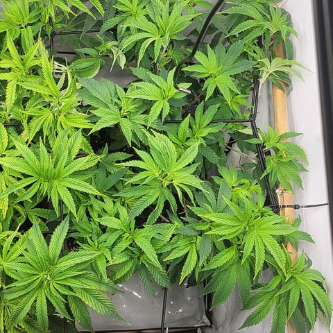 Chiquita Milkshake *2 growlog timeline photo
