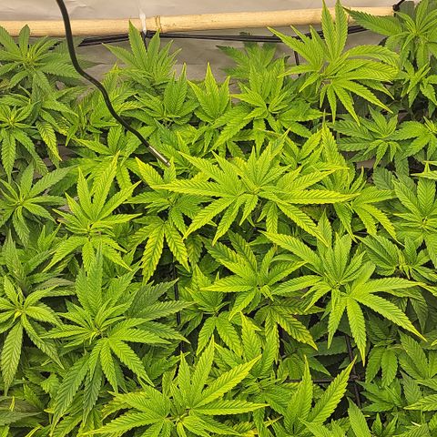 Chiquita Milkshake *1 growlog timeline photo