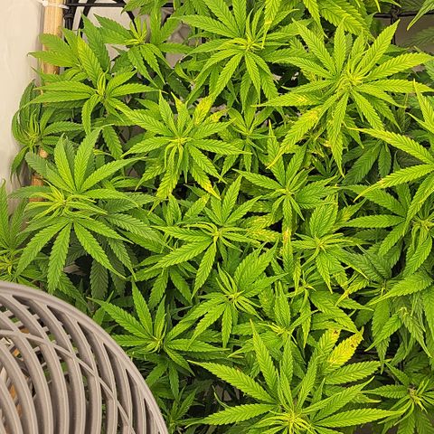 Wonder Pie *1 growlog timeline photo