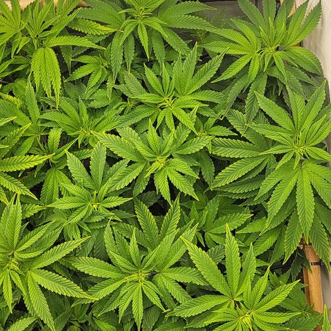 Chiquita Milkshake *2 growlog timeline photo