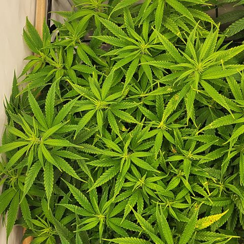 Wonder Pie *1 growlog timeline photo