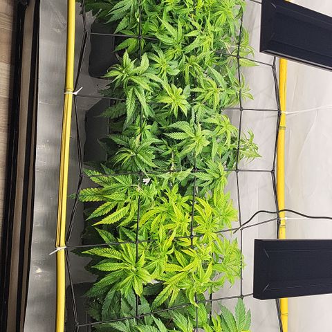 Wonder Pie *2 growlog timeline photo