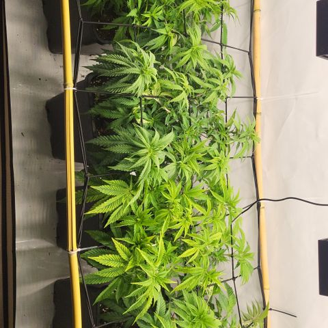 Wonder Pie *2 growlog timeline photo
