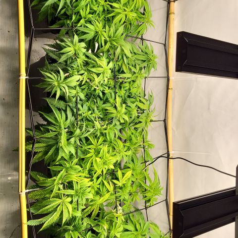 Wonder Pie *2 growlog timeline photo