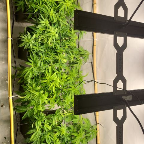 Wonder Pie *2 growlog timeline photo