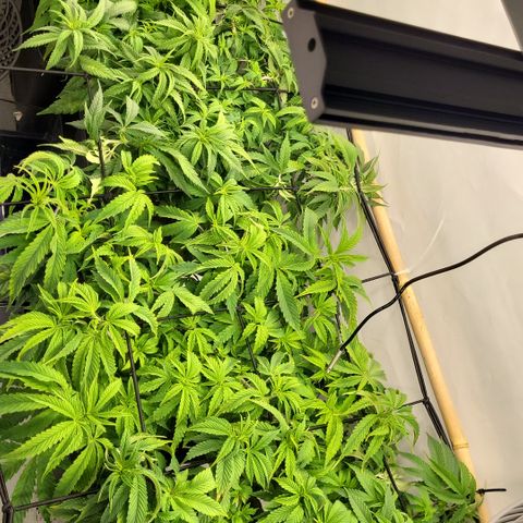 Wonder Pie *2 growlog timeline photo