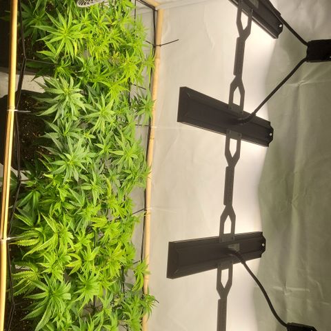 Wonder Pie *2 growlog timeline photo