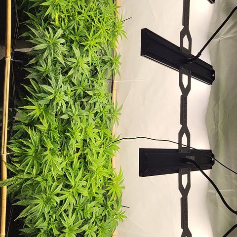 Wonder Pie *2 growlog timeline photo