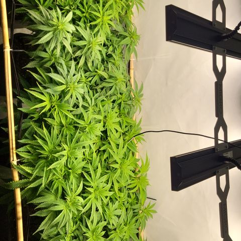 Wonder Pie *2 growlog timeline photo