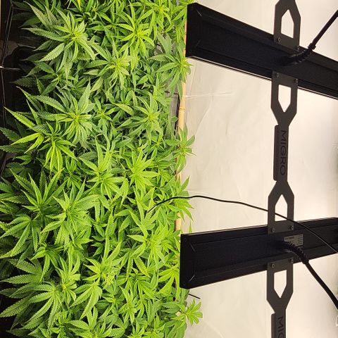 Wonder Pie *2 growlog timeline photo