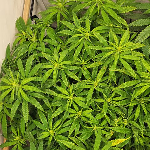 Wonder Pie *1 growlog timeline photo