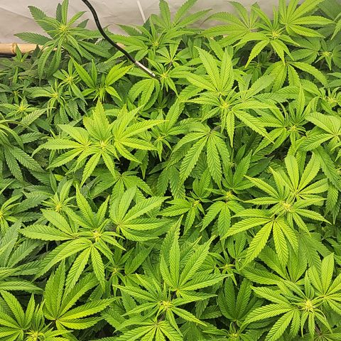 Chiquita Milkshake *1 growlog timeline photo