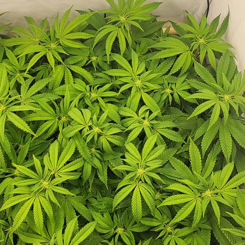 Chiquita Milkshake *2 growlog timeline photo