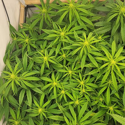 Wonder Pie *1 growlog timeline photo