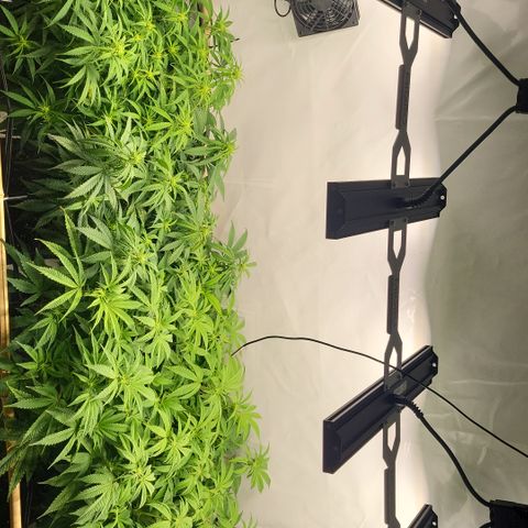 Wonder Pie *2 growlog timeline photo