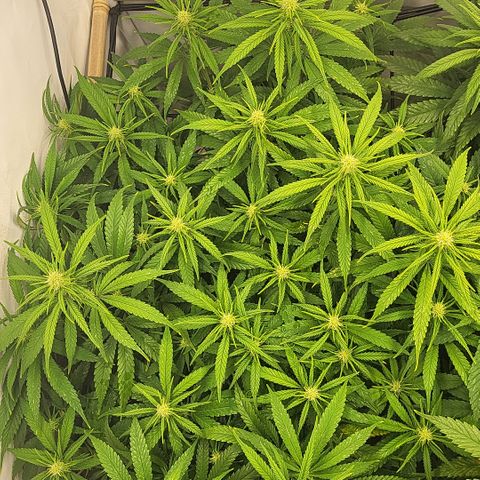 Wonder Pie *1 growlog timeline photo