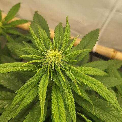Wonder Pie *2 growlog timeline photo
