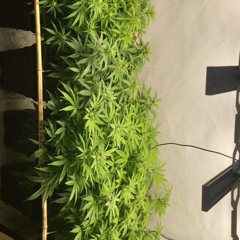Wonder Pie *2 growlog timeline photo