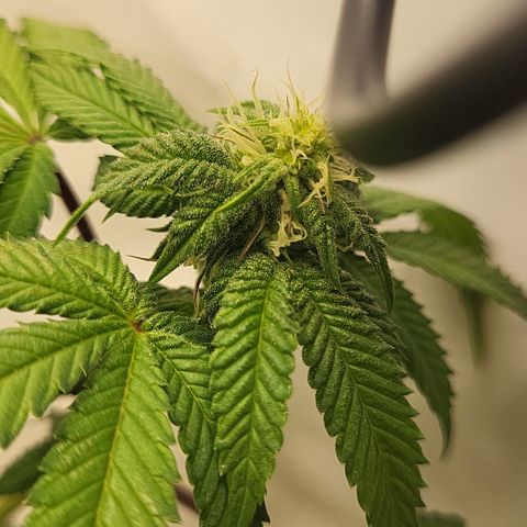 Chiquita Milkshake *2 growlog timeline photo