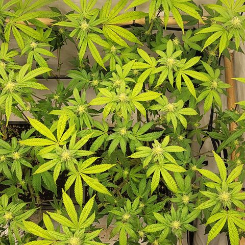 Chiquita Milkshake *2 growlog timeline photo